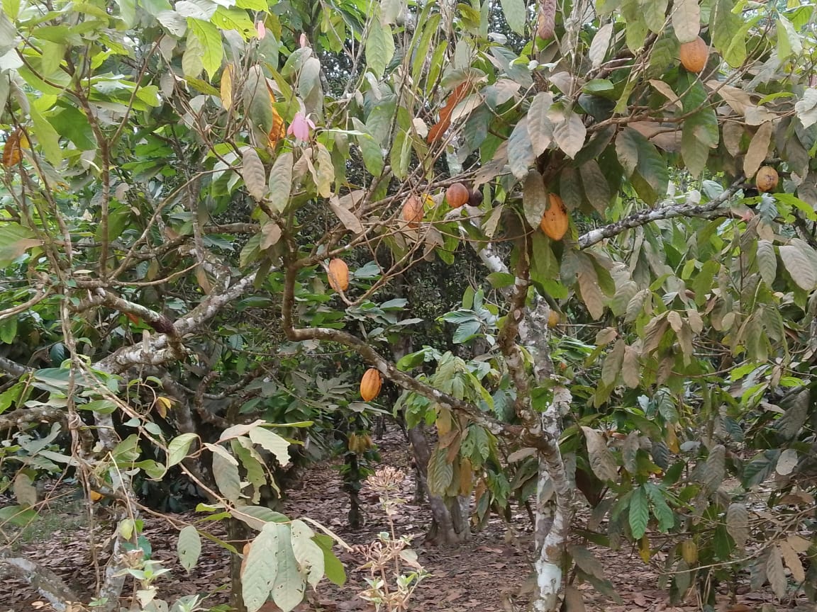 Plantations de cacao