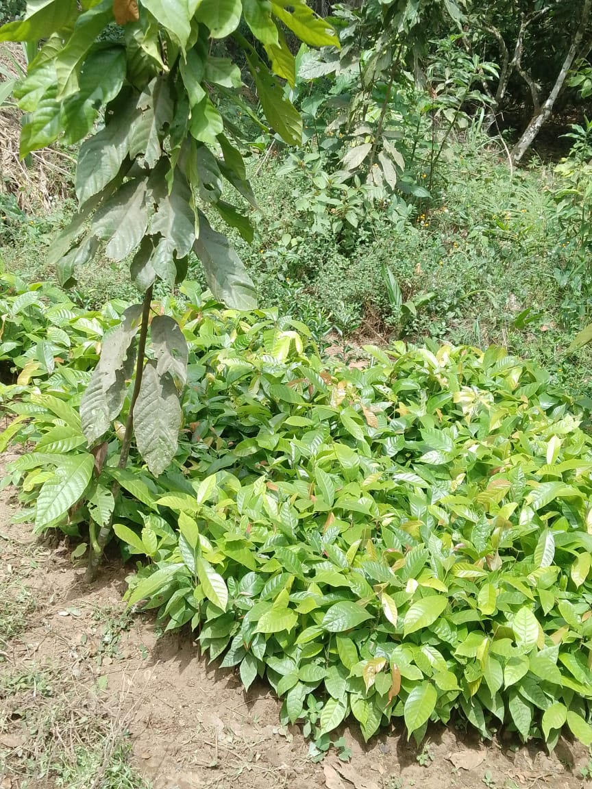 Pépinières RuralCA2