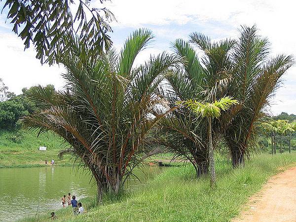 Bambou raphia — protection des cours d'eau